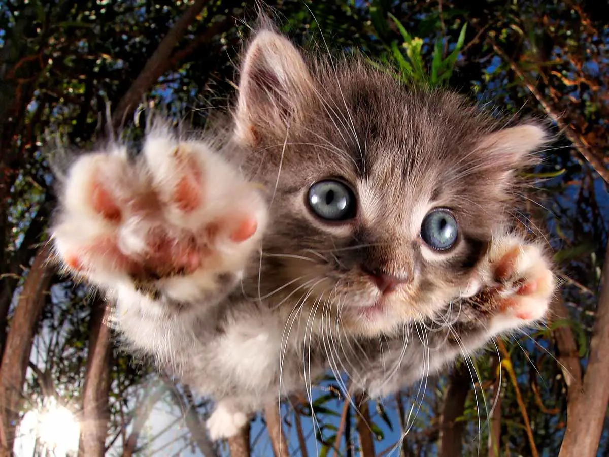 Pounce Bambam Cats