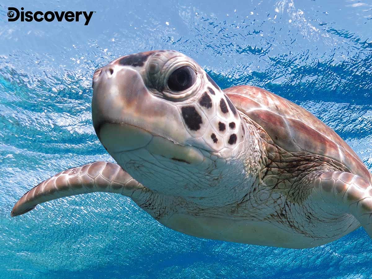 Sea Turtle - Discovery Sea Life