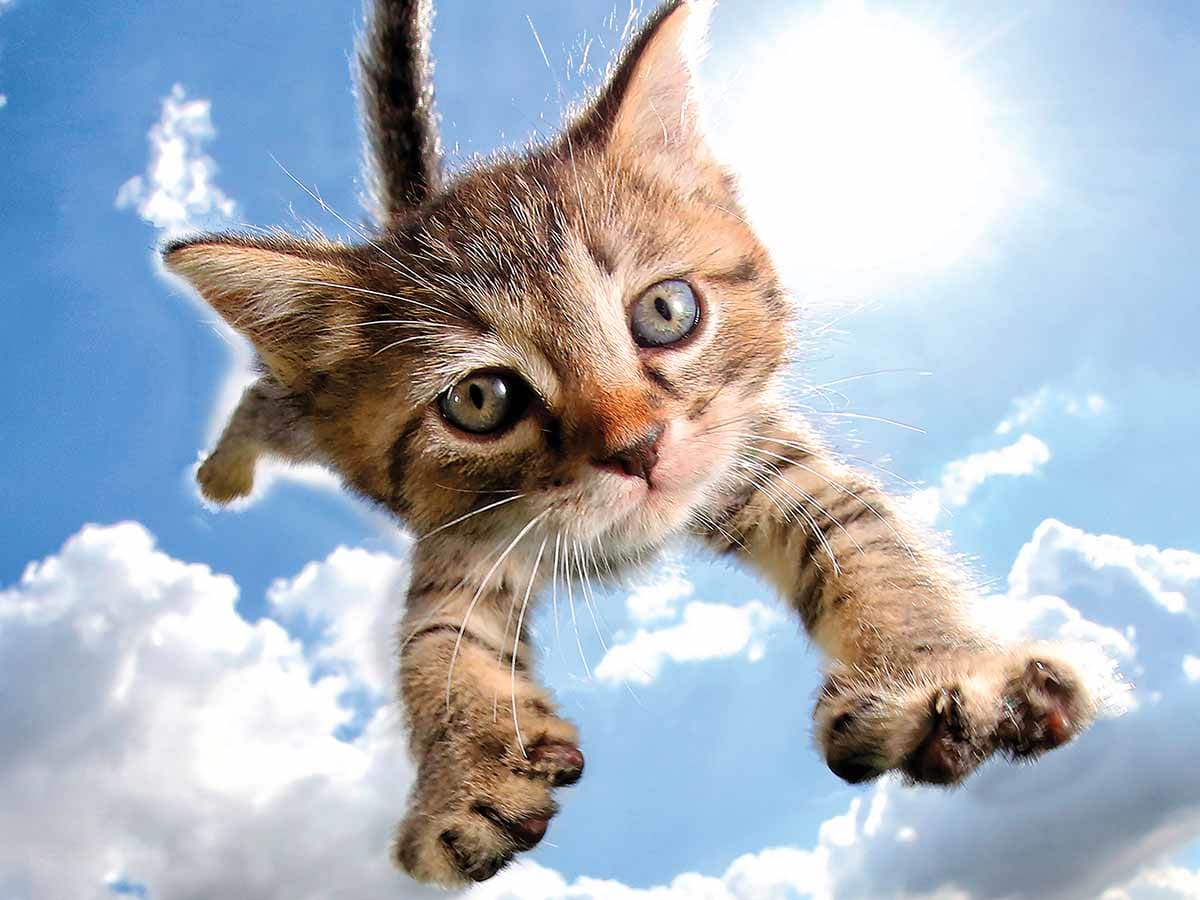 Pounce Sparkles In The Sky Cats