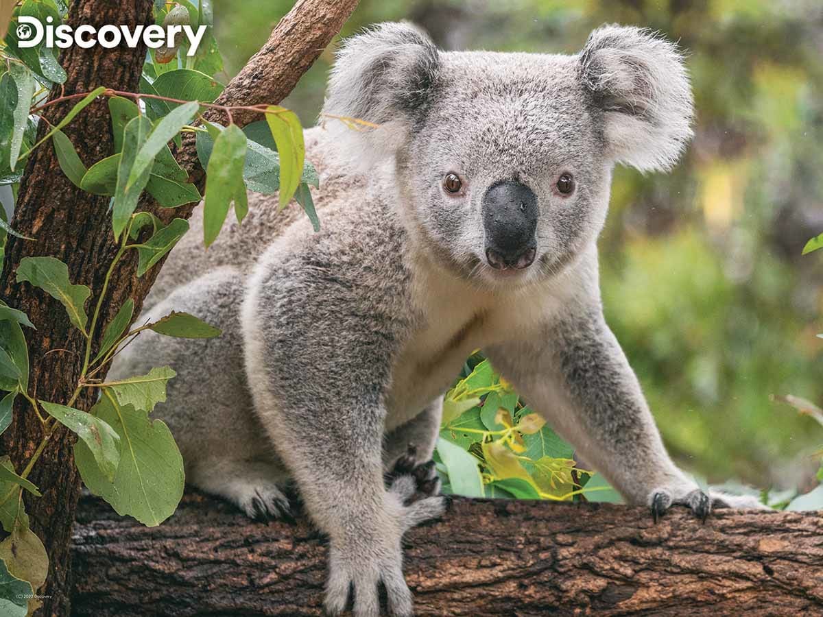 Koala - Discovery - Scratch and Dent Animals