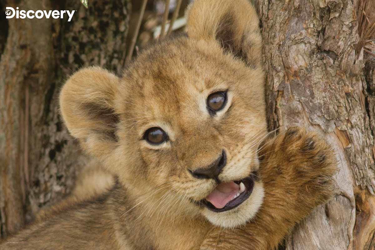 Lion Cub - Discovery Big Cats