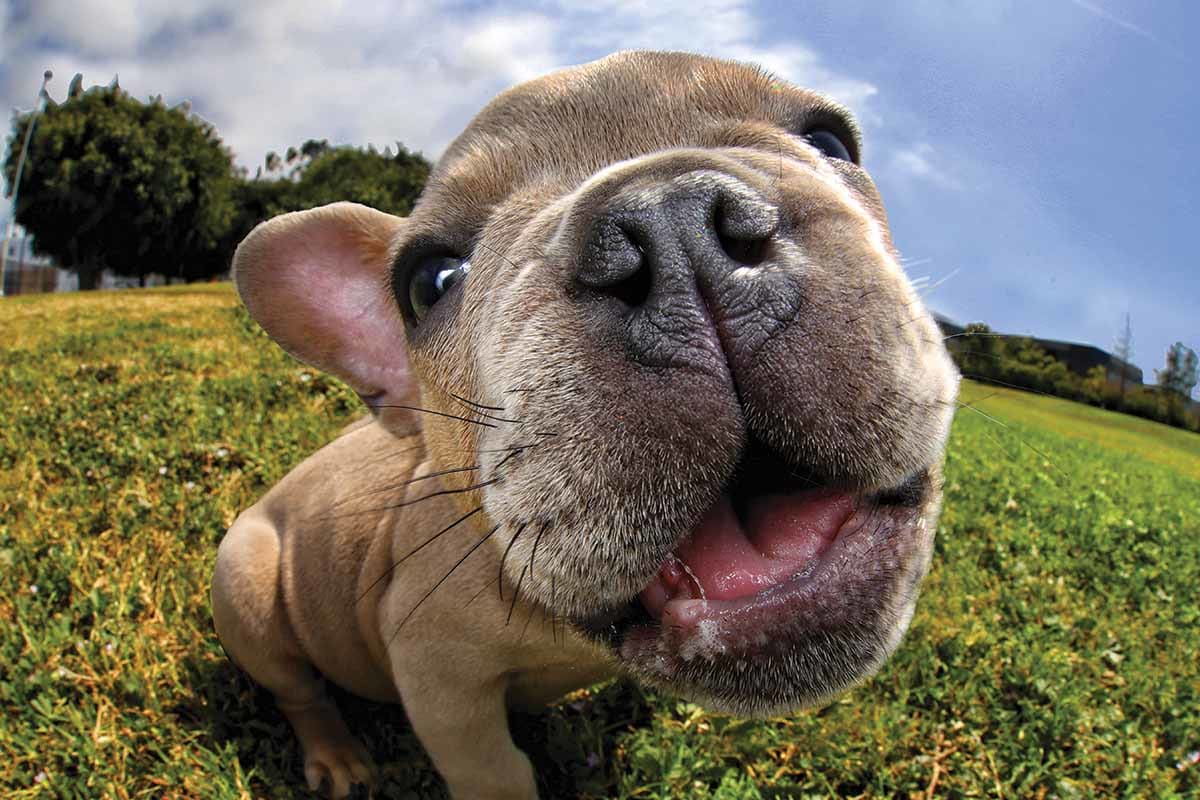 The Nose Knows Pugsley Dogs