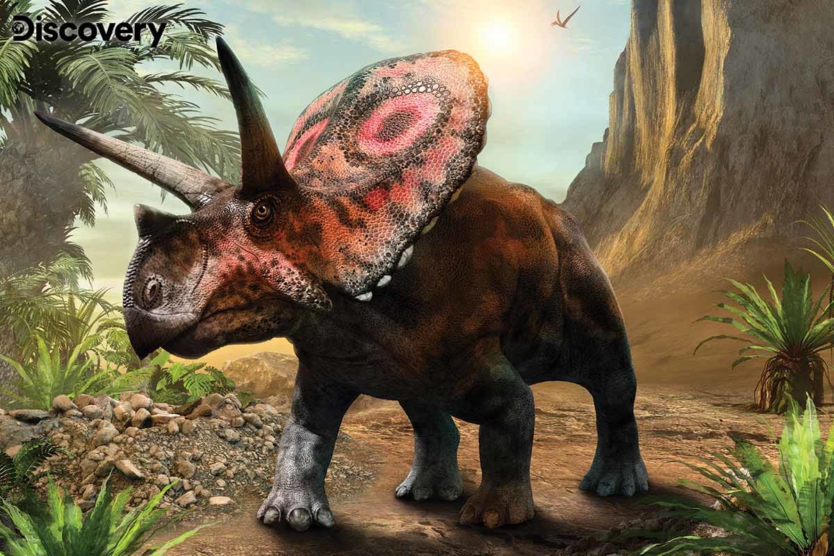 Torosaurus - Discovery Dinosaurs