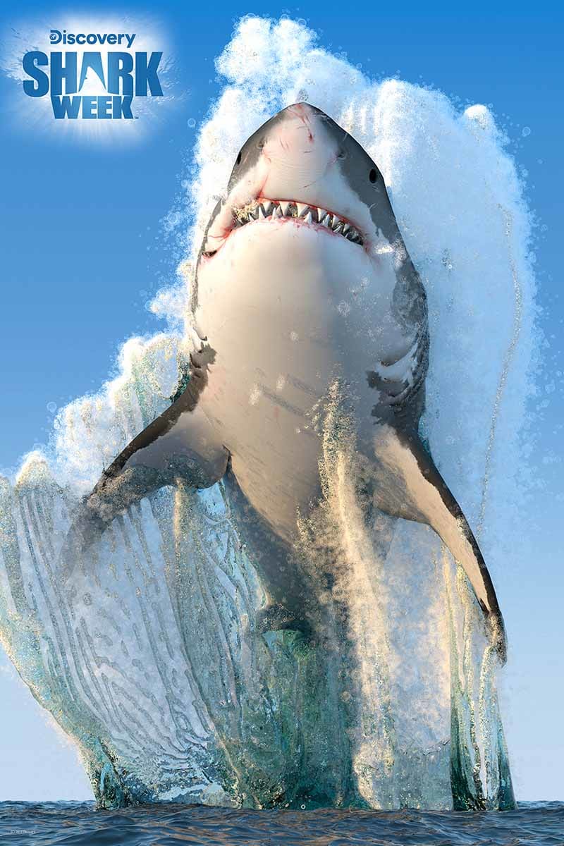 Great White Shark Discovery Shark Week Sea Life