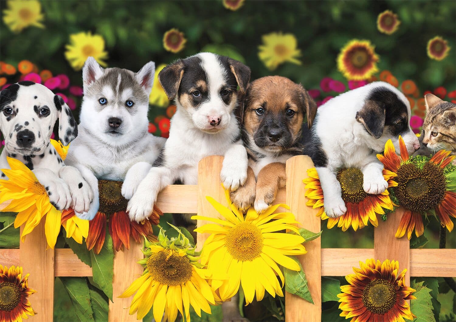 Adorable Animals: The Gang's All Here Dogs