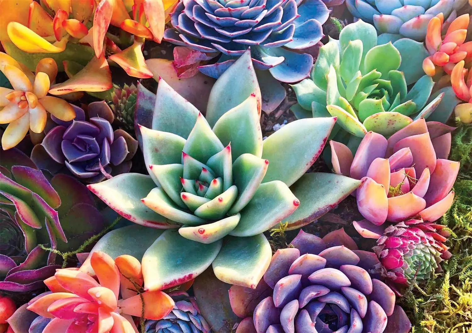 Wood Puzzle: Simple Succulent