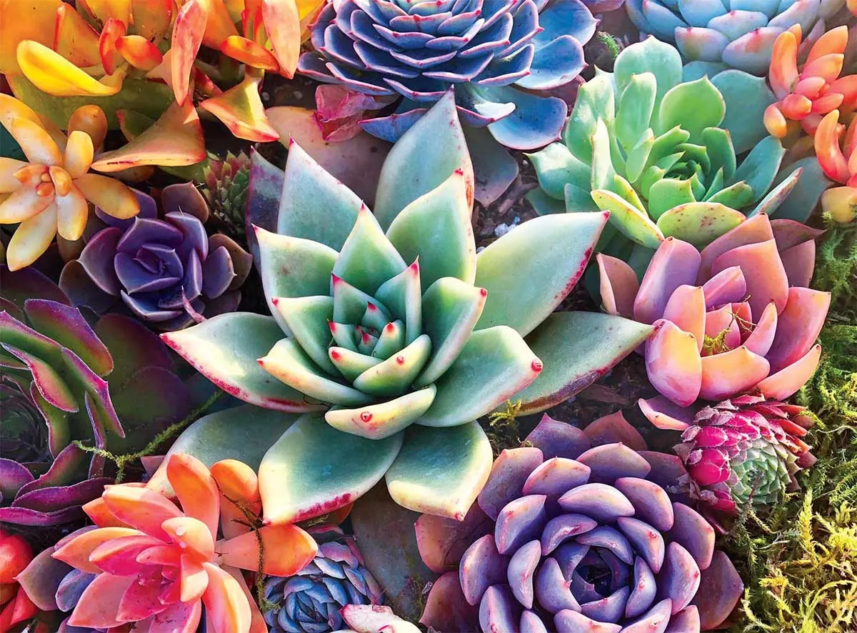 Simple Succulent Flower & Garden