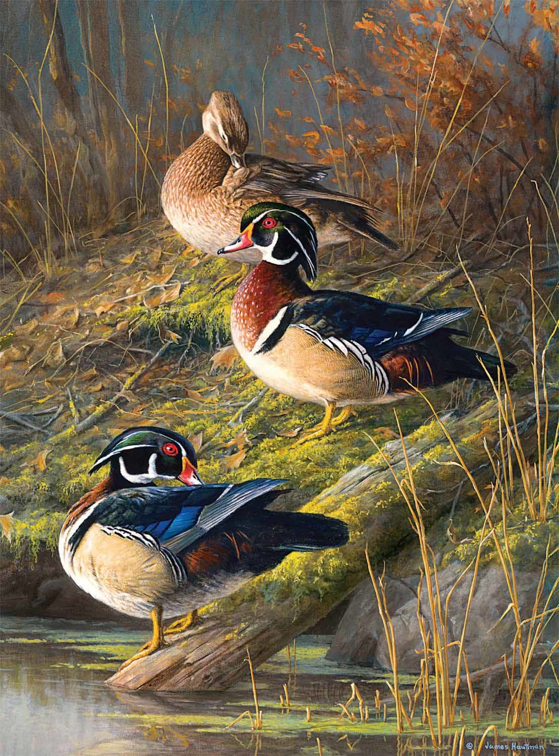 At Their Finest - Scratch and Dent Birds