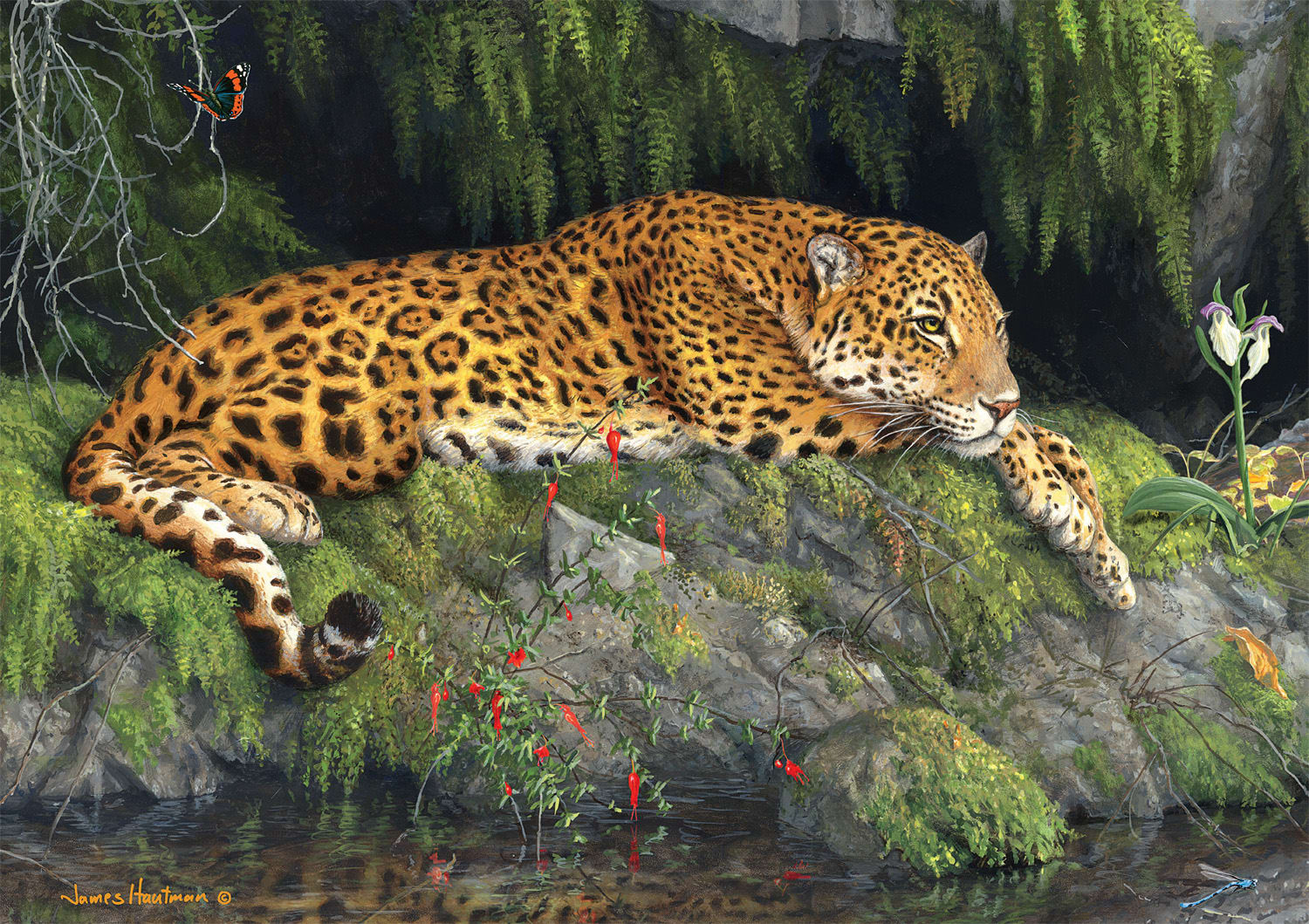Jaguar and Butterfly Fine Art