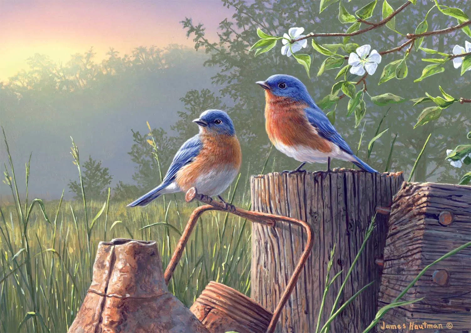 Daybreak Bluebirds Birds