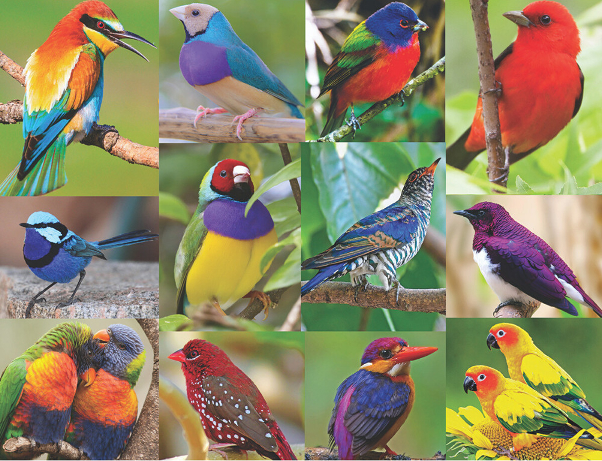 Birds Of Paradise Birds Jigsaw Puzzle