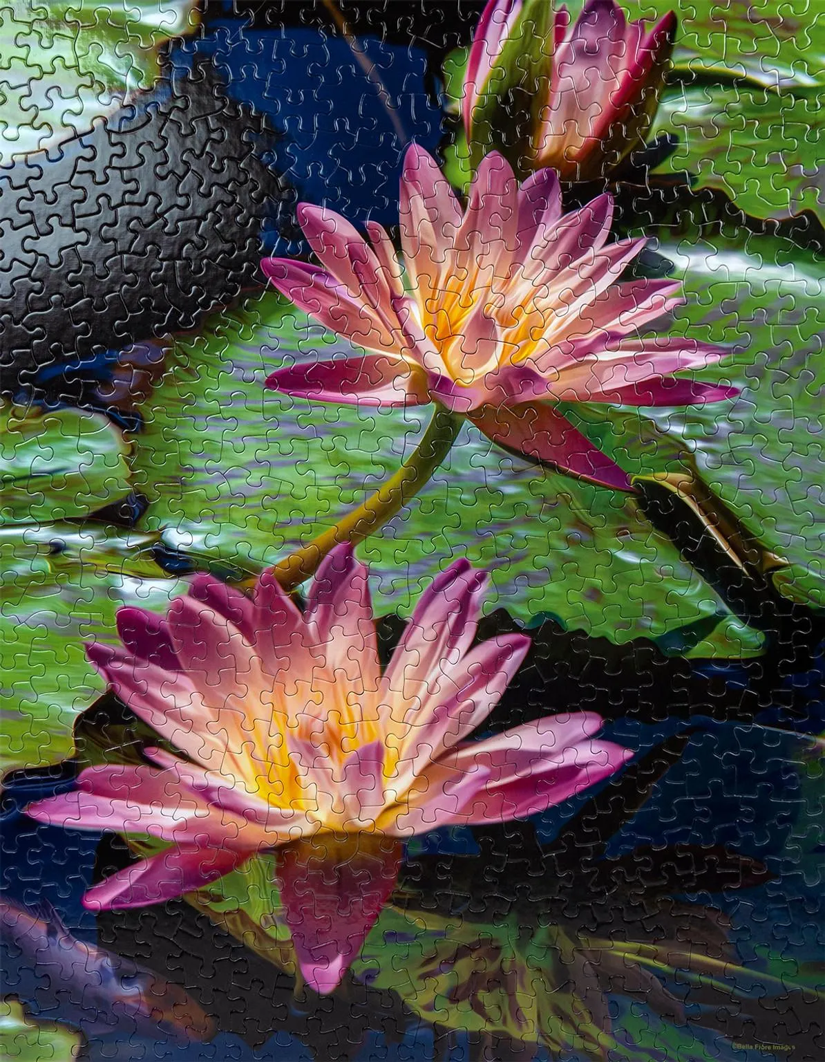 Water Lilies