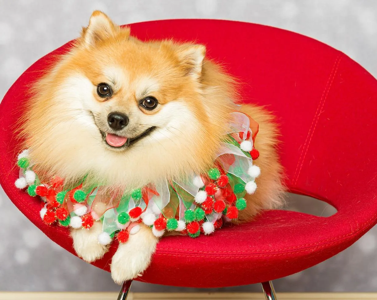 Jingle Bells Limited Release Dogs