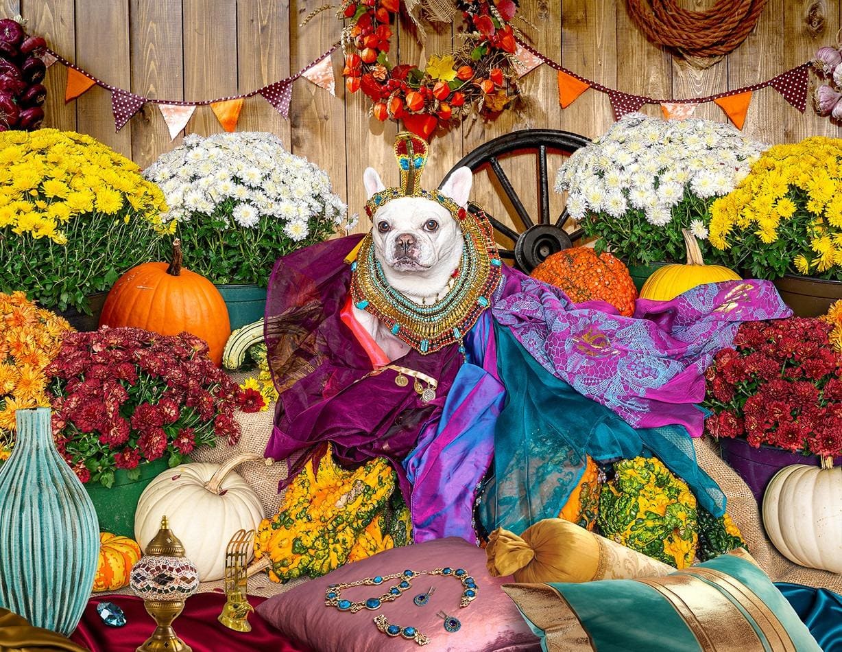 Cleopatra Limited Release Dogs