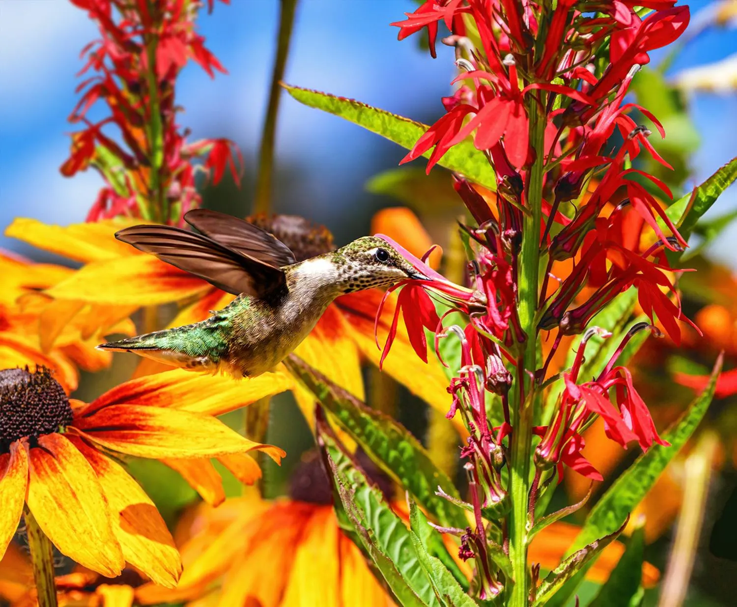 Summer Hummingbird Birds