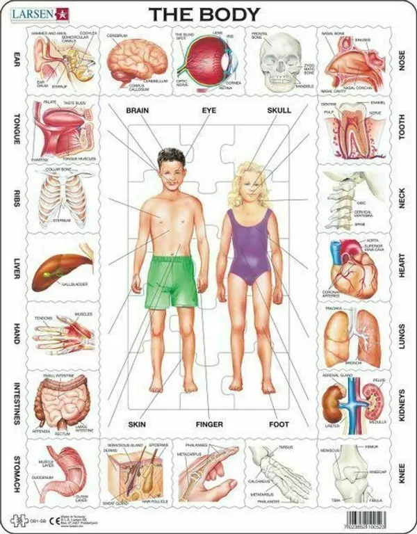 The Body 35 Piece Children's Puzzle