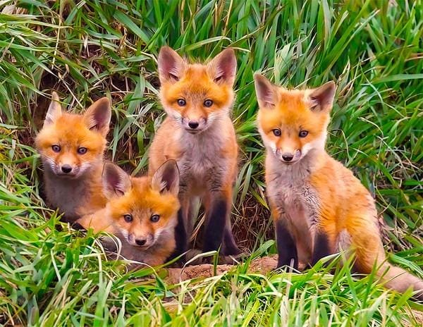 Fox Pups Den Animals