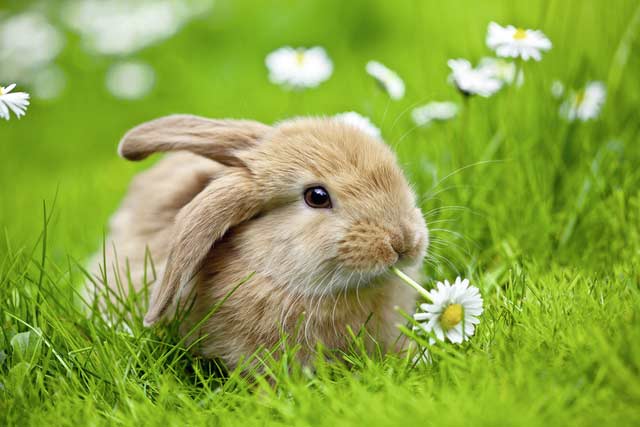 Adorable Bunny Animals
