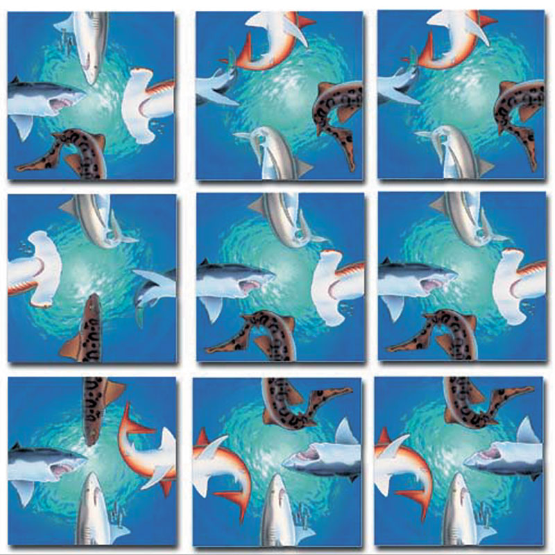 Sharks Sea Life
