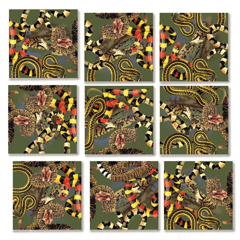 Snakes of North America Reptile & Amphibian