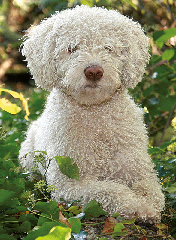 Spanish Water Dog Dogs