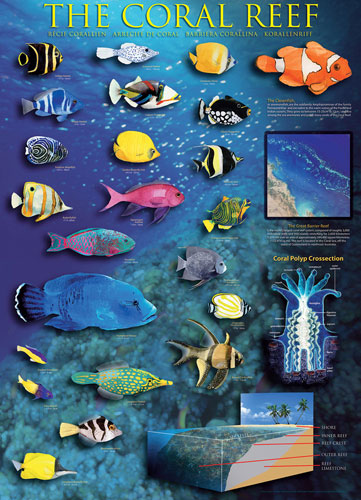 The Coral Reef Sea Life