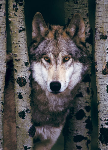 Gray Wolf Wolf