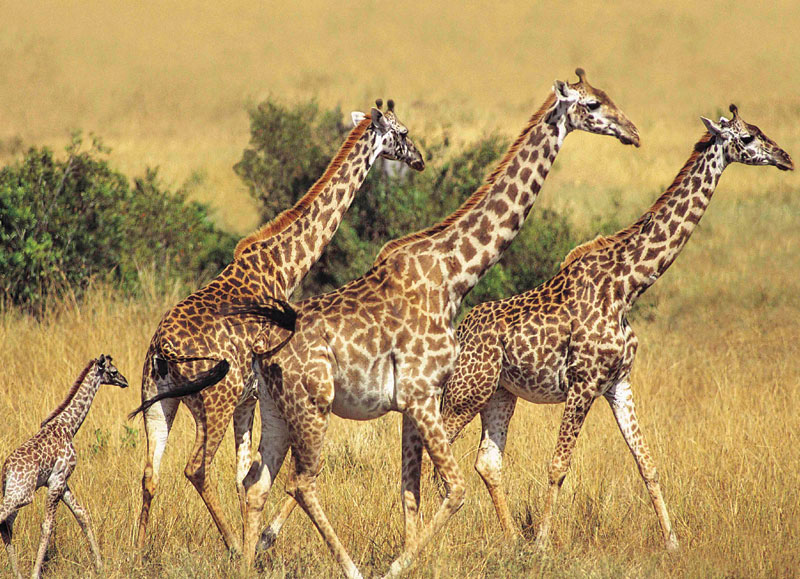 Animal Planet - Giraffes Animals