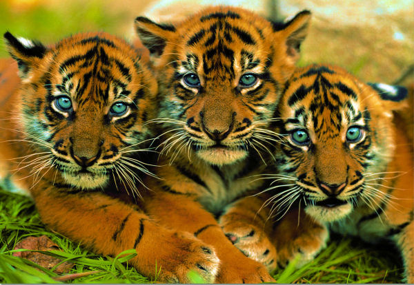 Tiger Cubs Jungle Animals