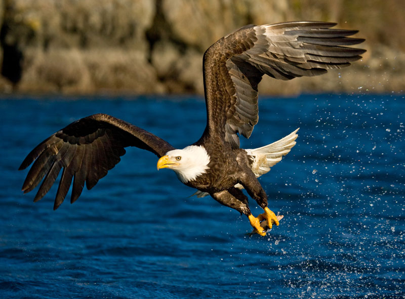 Animal Planet - Bald Eagle Eagle