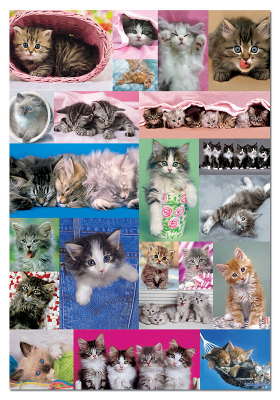 Kittens Collage Cats
