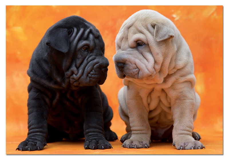 Sweet Puppies Dogs Jigsaw Puzzle
