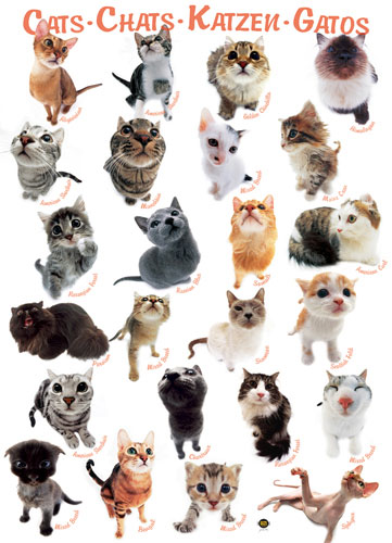 Cat Breeds Cats Jigsaw Puzzle