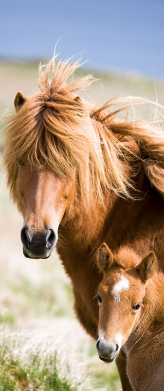 Animals Panoramic - Icelandic Ponies Horse