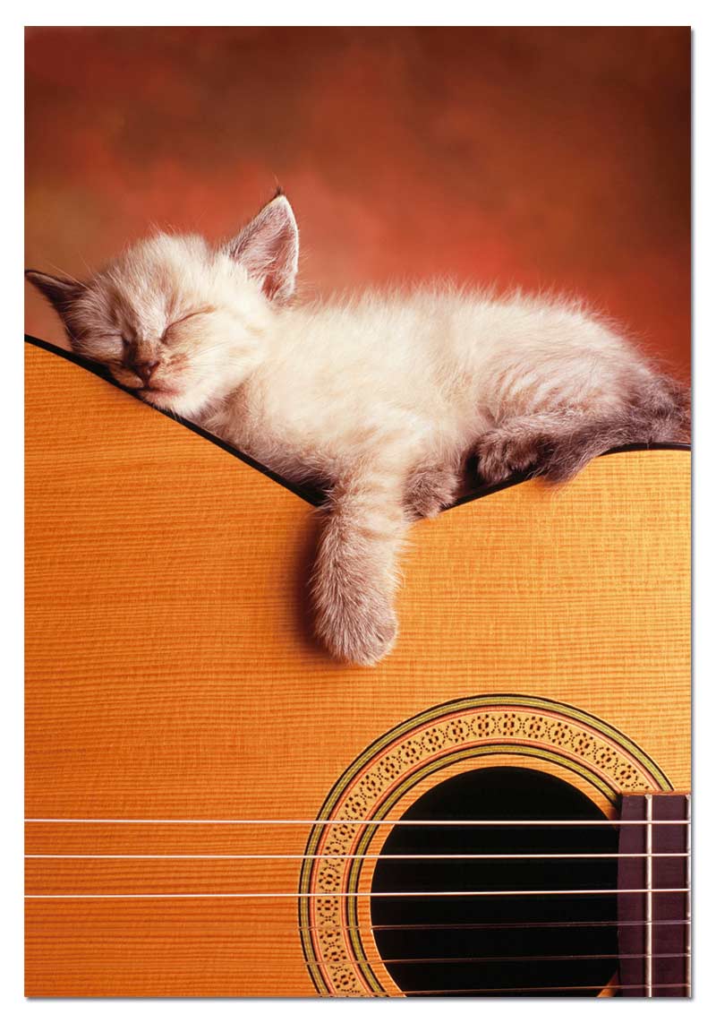 My Guitar Cats Jigsaw Puzzle