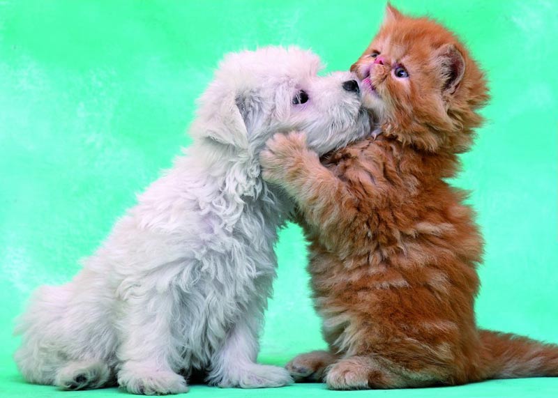 Hugs and Kisses Cats