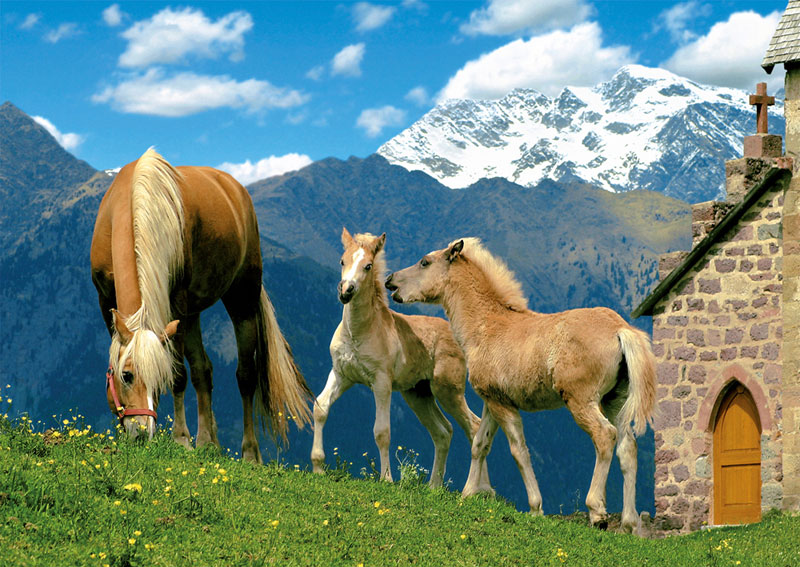 Haflinger Horses Horse