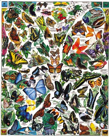 Butterflies of the World Butterflies and Insects Jigsaw Puzzle