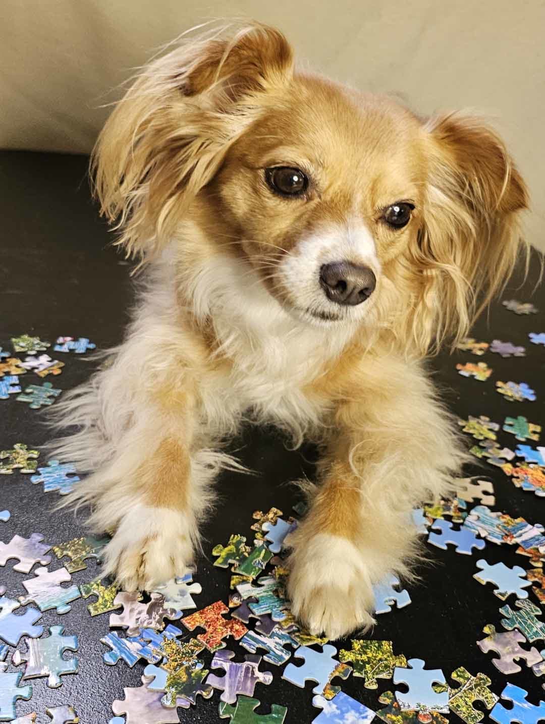 Puzzle Pup - National Puzzle Day Puzzle! Dogs