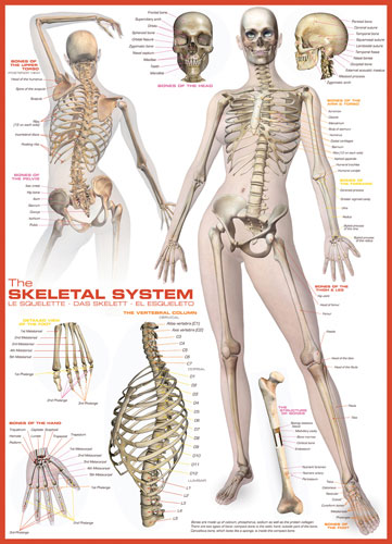 The Skeletal System Educational Jigsaw Puzzle