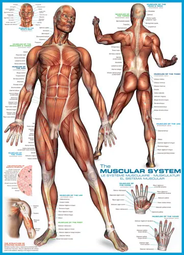 The Muscular System Educational