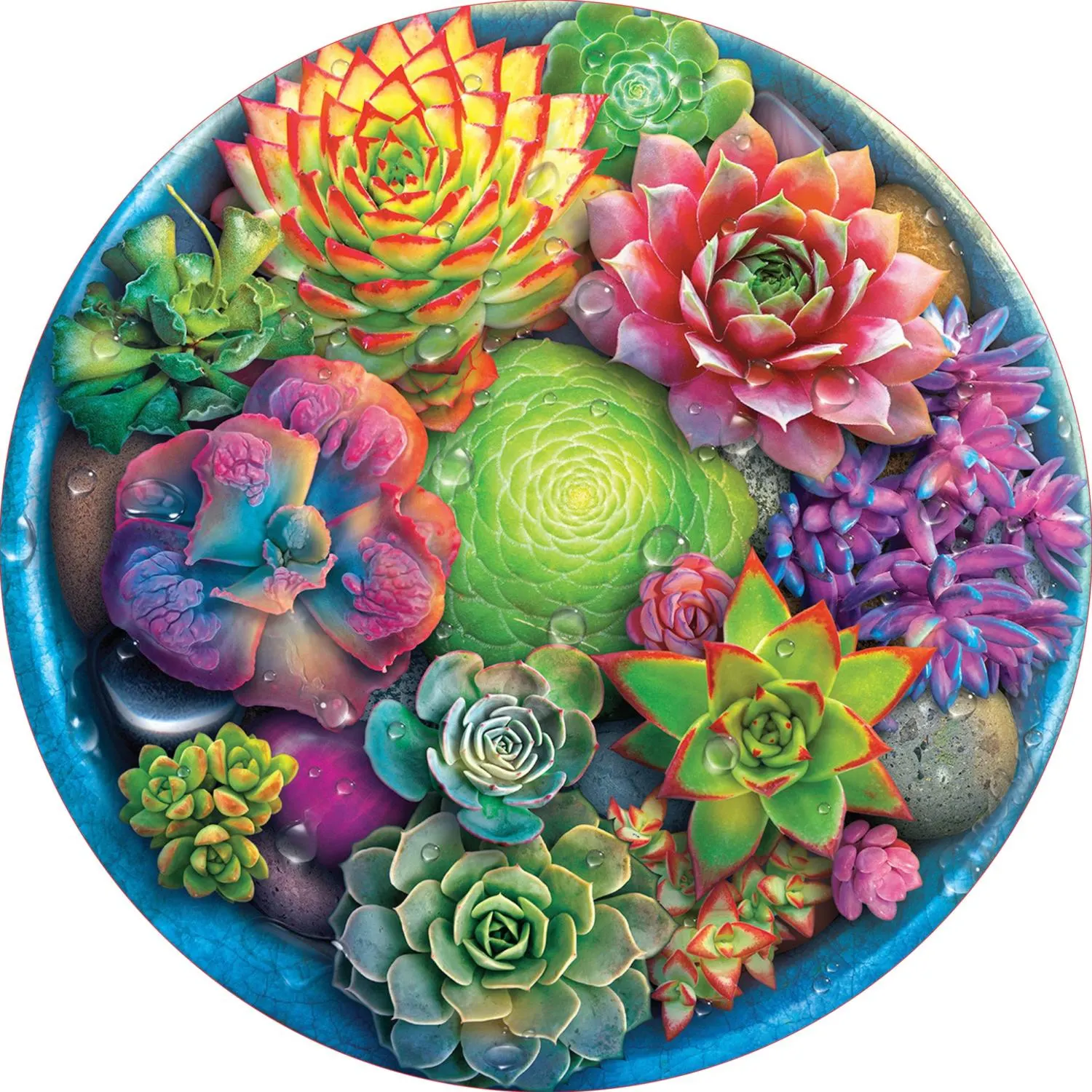 A Circle Of Succulents Flower & Garden