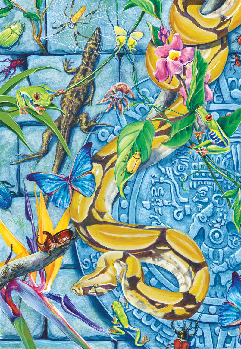 Amazon Adventure Butterflies and Insects