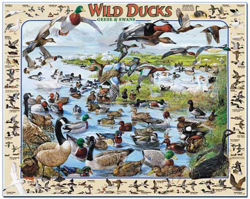 Wild Ducks Jigsaw Puzzle