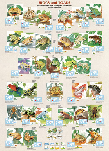 Frogs and Toads Reptile & Amphibian Jigsaw Puzzle
