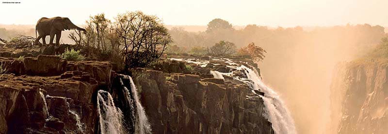 Elephant Jungle Animals