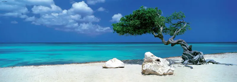 Divi Divi Tree Summer
