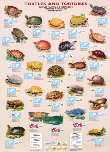 Turtles and Tortoises Reptile & Amphibian
