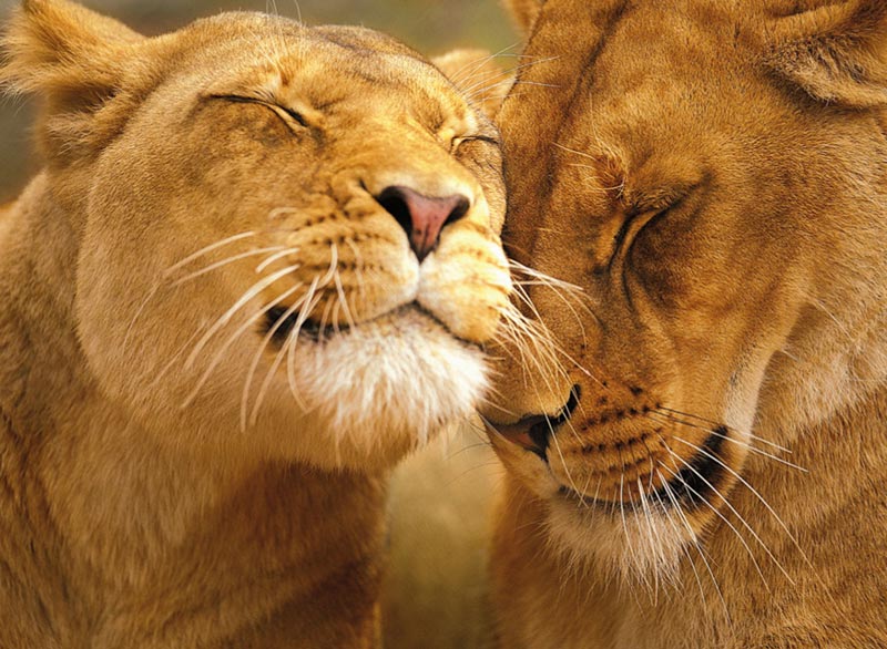 Loving Lions Jungle Animals Jigsaw Puzzle