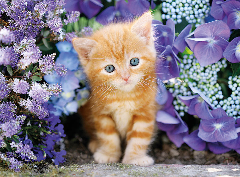 Ginger Cat in Flowers Cats Jigsaw Puzzle